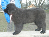 Ньюфаундленд(водолас) - предлагаем прекрасных щенков для всей семьи. - <ro>Изображение</ro><ru>Изображение</ru> #4, <ru>Объявление</ru> #506316
