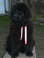 Ньюфаундленд(водолас) - предлагаем прекрасных щенков для всей семьи. - <ro>Изображение</ro><ru>Изображение</ru> #5, <ru>Объявление</ru> #506316