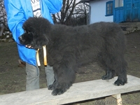 Ньюфаундленд(водолас) - предлагаем прекрасных щенков для всей семьи. - <ro>Изображение</ro><ru>Изображение</ru> #6, <ru>Объявление</ru> #506316