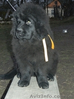 Ньюфаундленд(водолас) - предлагаем прекрасных щенков для всей семьи. - <ro>Изображение</ro><ru>Изображение</ru> #7, <ru>Объявление</ru> #506316