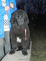 Ньюфаундленд(водолас) - предлагаем прекрасных щенков для всей семьи. - <ro>Изображение</ro><ru>Изображение</ru> #9, <ru>Объявление</ru> #506316