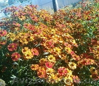 Саженцы с питомника Гуменюка М.С. - <ro>Изображение</ro><ru>Изображение</ru> #2, <ru>Объявление</ru> #504315