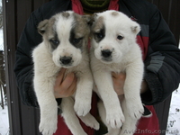 Срочно продам не дорого щенков Северо Кавказского волкодава (Алабай) - <ro>Изображение</ro><ru>Изображение</ru> #2, <ru>Объявление</ru> #535448