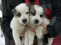 Срочно продам не дорого щенков Северо Кавказского волкодава (Алабай) - <ro>Изображение</ro><ru>Изображение</ru> #3, <ru>Объявление</ru> #535448