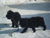 продам кокер-спаниель - <ro>Изображение</ro><ru>Изображение</ru> #1, <ru>Объявление</ru> #555693