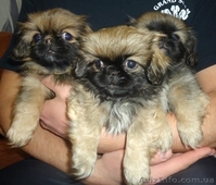 Продам замечательных щенков пекинеса - <ro>Изображение</ro><ru>Изображение</ru> #1, <ru>Объявление</ru> #590286