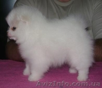 Миниатюрные шпицы эксклюзивного окраса - <ro>Изображение</ro><ru>Изображение</ru> #1, <ru>Объявление</ru> #555502