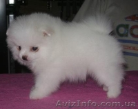 Миниатюрные шпицы эксклюзивного окраса - <ro>Изображение</ro><ru>Изображение</ru> #2, <ru>Объявление</ru> #555502