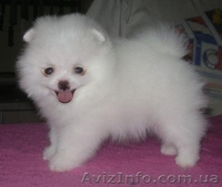 Померанский шпиц редкого окраса - <ro>Изображение</ro><ru>Изображение</ru> #5, <ru>Объявление</ru> #589177
