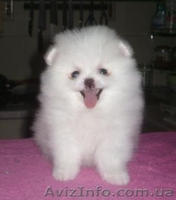 Миниатюрные шпицы эксклюзивного окраса - <ro>Изображение</ro><ru>Изображение</ru> #3, <ru>Объявление</ru> #555502