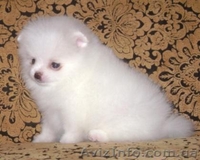 Миниатюрные шпицы эксклюзивного окраса - <ro>Изображение</ro><ru>Изображение</ru> #4, <ru>Объявление</ru> #555502