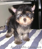 Девочки йоркширского терьера - <ro>Изображение</ro><ru>Изображение</ru> #1, <ru>Объявление</ru> #589173