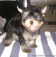 Йоркширский терьер, кукольные девочки - <ro>Изображение</ro><ru>Изображение</ru> #3, <ru>Объявление</ru> #498943