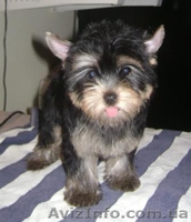 Девочки йоркширского терьера - <ro>Изображение</ro><ru>Изображение</ru> #2, <ru>Объявление</ru> #589173