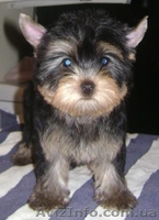 Девочки йоркширского терьера - <ro>Изображение</ro><ru>Изображение</ru> #4, <ru>Объявление</ru> #589173