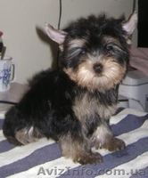 Девочки йоркширского терьера - <ro>Изображение</ro><ru>Изображение</ru> #5, <ru>Объявление</ru> #589173