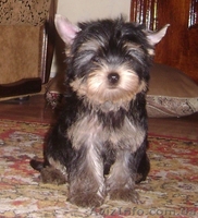 Йоркширский терьер, кукольные девочки - <ro>Изображение</ro><ru>Изображение</ru> #1, <ru>Объявление</ru> #498943