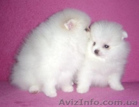 Миниатюрные шпицы эксклюзивного окраса - <ro>Изображение</ro><ru>Изображение</ru> #5, <ru>Объявление</ru> #555502