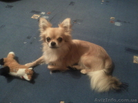 кобель чихуахуа для вязки - <ro>Изображение</ro><ru>Изображение</ru> #3, <ru>Объявление</ru> #604872