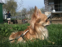 кобель чихуахуа для вязки - <ro>Изображение</ro><ru>Изображение</ru> #4, <ru>Объявление</ru> #604872