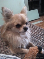 кобель чихуахуа для вязки - <ro>Изображение</ro><ru>Изображение</ru> #1, <ru>Объявление</ru> #604872