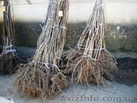 Саженцы: яблоня, груша, абрикос, персик, нектарин, черешня, малина,  - <ro>Изображение</ro><ru>Изображение</ru> #2, <ru>Объявление</ru> #572381