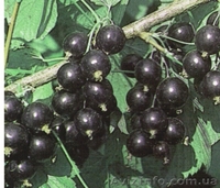 Саженцы: яблоня, груша, абрикос, персик, нектарин, черешня, малина,  - <ro>Изображение</ro><ru>Изображение</ru> #3, <ru>Объявление</ru> #572381