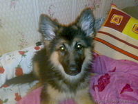 овчарк с документами 3 мес.срочно - <ro>Изображение</ro><ru>Изображение</ru> #2, <ru>Объявление</ru> #634959