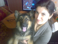 овчарк с документами 3 мес.срочно - <ro>Изображение</ro><ru>Изображение</ru> #1, <ru>Объявление</ru> #634959