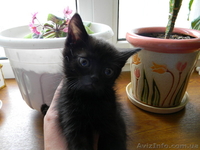 Котята cрочно в хорошие руки - <ro>Изображение</ro><ru>Изображение</ru> #1, <ru>Объявление</ru> #620390