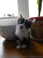 Котята cрочно в хорошие руки - <ro>Изображение</ro><ru>Изображение</ru> #2, <ru>Объявление</ru> #620390