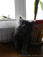 Котята cрочно в хорошие руки - <ro>Изображение</ro><ru>Изображение</ru> #3, <ru>Объявление</ru> #620390