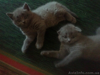 очаровательный шотландские котятка - <ro>Изображение</ro><ru>Изображение</ru> #1, <ru>Объявление</ru> #709039