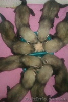 Домашние хорьки. - <ro>Изображение</ro><ru>Изображение</ru> #2, <ru>Объявление</ru> #711481