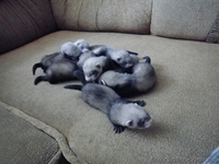 Домашние хорьки. - <ro>Изображение</ro><ru>Изображение</ru> #1, <ru>Объявление</ru> #711481