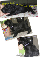 Исчут ответственные руки 3 девочки ризеншнауцера!! - <ro>Изображение</ro><ru>Изображение</ru> #1, <ru>Объявление</ru> #736557