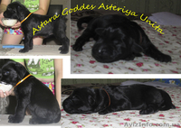 Исчут ответственные руки 3 девочки ризеншнауцера!! - <ro>Изображение</ro><ru>Изображение</ru> #3, <ru>Объявление</ru> #736557