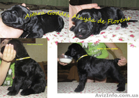 Исчут ответственные руки 3 девочки ризеншнауцера!! - <ro>Изображение</ro><ru>Изображение</ru> #2, <ru>Объявление</ru> #736557