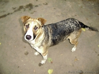 Винницкий приют для бездомных собак - <ro>Изображение</ro><ru>Изображение</ru> #1, <ru>Объявление</ru> #783998