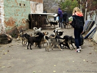 Винницкий приют для бездомных собак - <ro>Изображение</ro><ru>Изображение</ru> #3, <ru>Объявление</ru> #783998