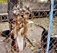 Винницкий приют для бездомных собак - <ro>Изображение</ro><ru>Изображение</ru> #5, <ru>Объявление</ru> #783998