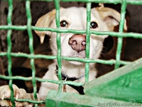 Винницкий приют для бездомных собак - <ro>Изображение</ro><ru>Изображение</ru> #6, <ru>Объявление</ru> #783998