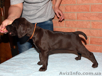 Щенки курцхаара в Виннице - <ro>Изображение</ro><ru>Изображение</ru> #1, <ru>Объявление</ru> #797834