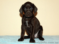 Щенки курцхаара в Виннице - <ro>Изображение</ro><ru>Изображение</ru> #2, <ru>Объявление</ru> #797834