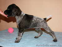 Щенки курцхаара в Виннице - <ro>Изображение</ro><ru>Изображение</ru> #3, <ru>Объявление</ru> #797834