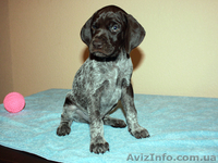 Щенки курцхаара в Виннице - <ro>Изображение</ro><ru>Изображение</ru> #4, <ru>Объявление</ru> #797834