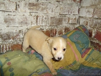 Винницкий приют для бездомных собак - <ro>Изображение</ro><ru>Изображение</ru> #8, <ru>Объявление</ru> #783998