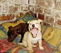 Винницкий приют для бездомных собак - <ro>Изображение</ro><ru>Изображение</ru> #9, <ru>Объявление</ru> #783998