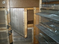 Продам кунг для выращивания перепелов - <ro>Изображение</ro><ru>Изображение</ru> #4, <ru>Объявление</ru> #801859