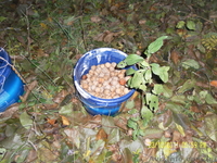 Акция! саженцы вишни, сливы, яблони, ореха - <ro>Изображение</ro><ru>Изображение</ru> #3, <ru>Объявление</ru> #847643